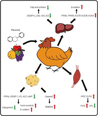 Dietary Flavonoids as Modulators of Lipid Metabolism in Poultry